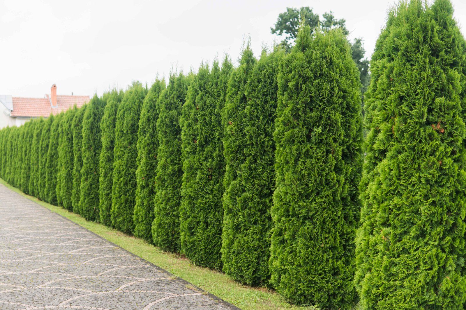 Landscaping project by Landscaper Luke in Connecticut
